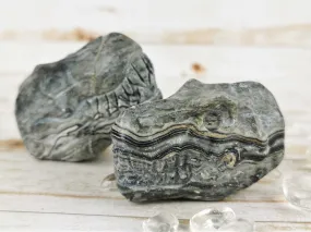 Lace Agate Dinosaur Heads